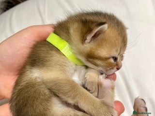 British Shorthair cats Chunky British shorthair - Advert 4