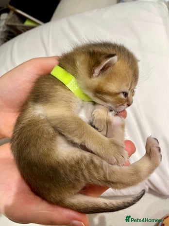 British Shorthair cats Chunky British shorthair - Advert 1