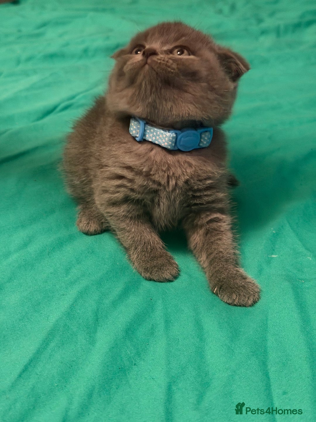 Scottish Fold cats for sale: Scottish fold kittens - Advert 17