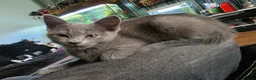 Mixed Breed cats for sale: Last 3/4 persian kittens ready now - Advert 10