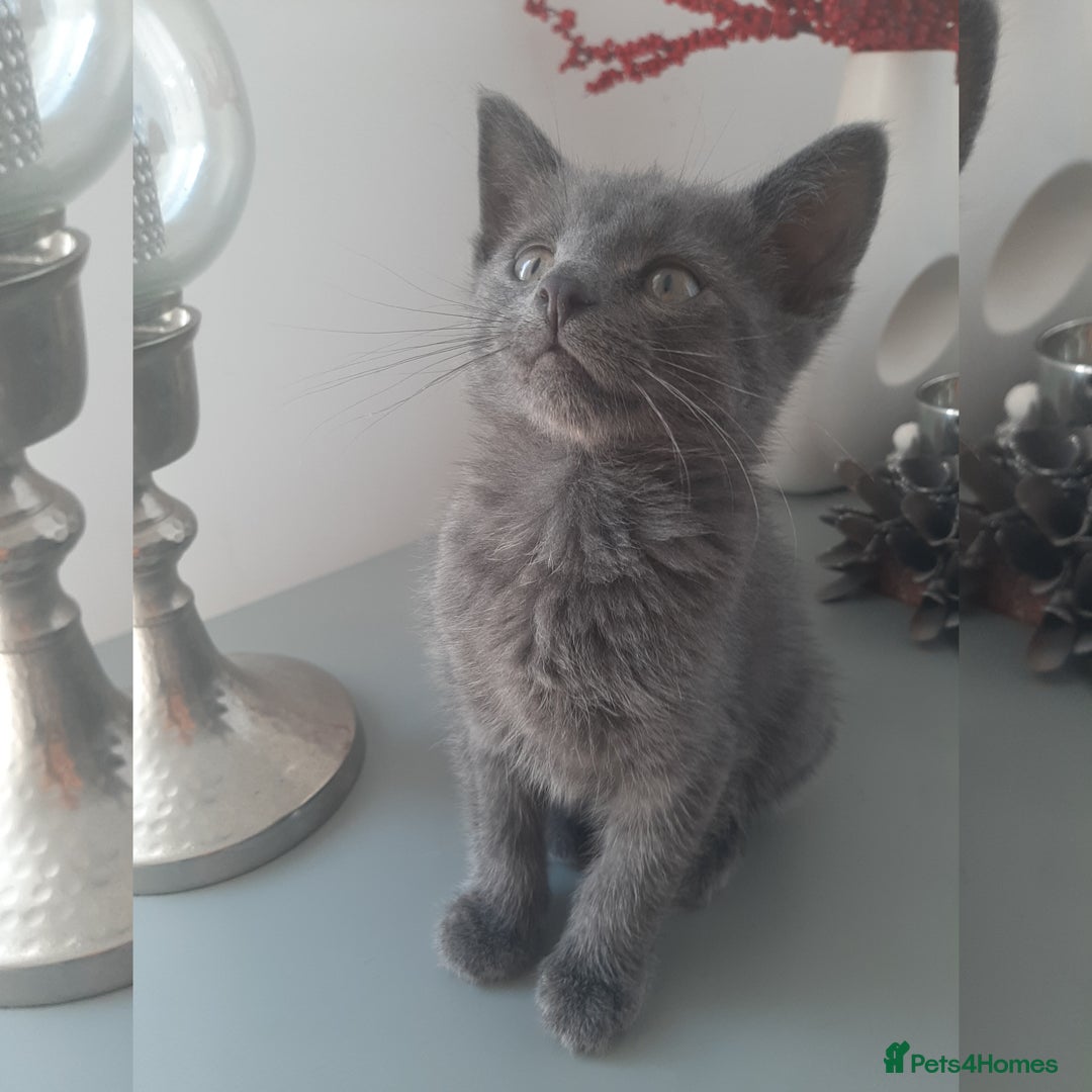 Russian Blue cats for sale: Grey girl 10 weeks - Image 3