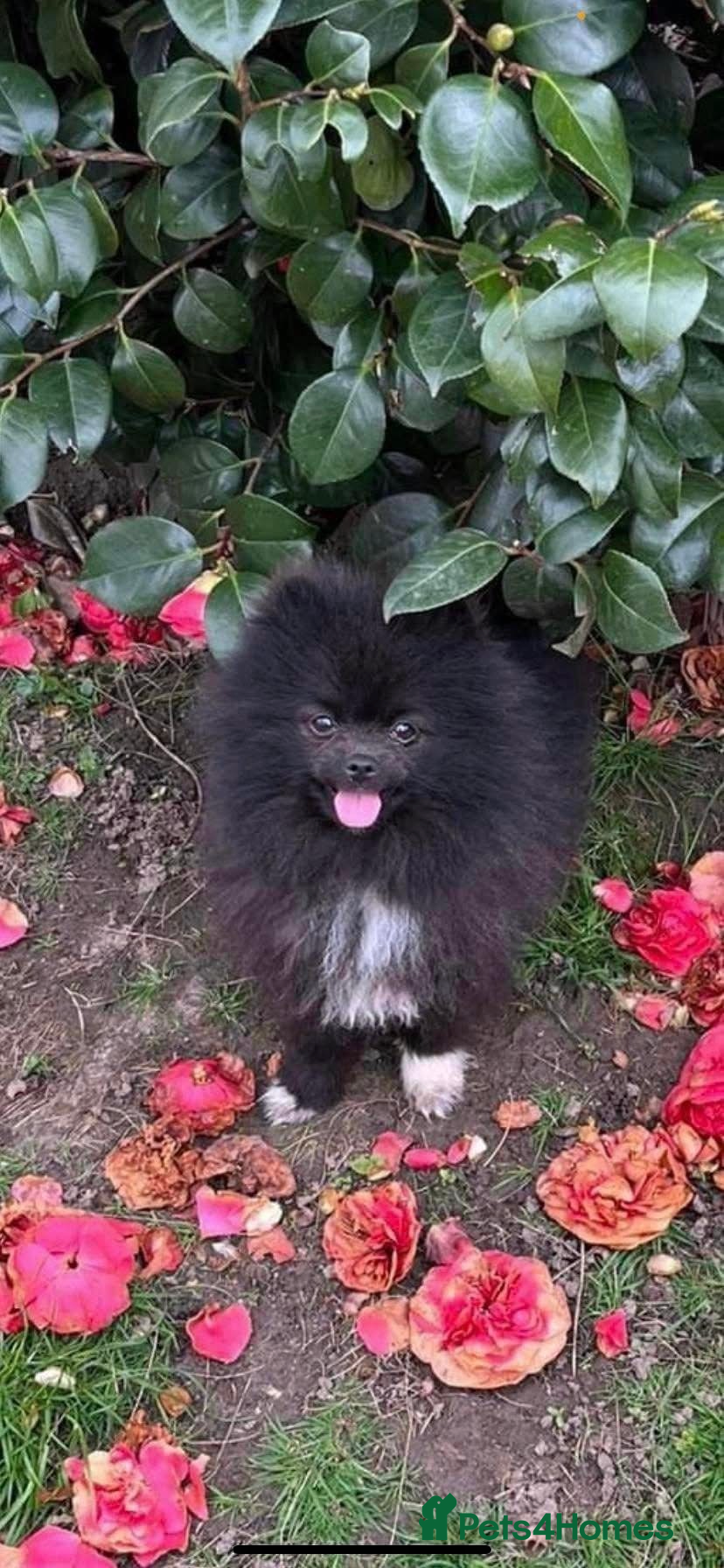 Pomeranian dogs for stud: ELVIS RUSSIAN Pomeranian STUD DUTIES ONLY !! - Advert 2