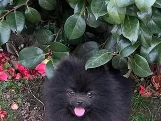 Pomeranian dogs ELVIS RUSSIAN Pomeranian STUD DUTIES ONLY !! - Advert 2