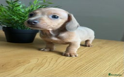 Miniature Dachshund dogs for sale: Tiny miniature kc dachshunds LAST GIRL   - Image 1