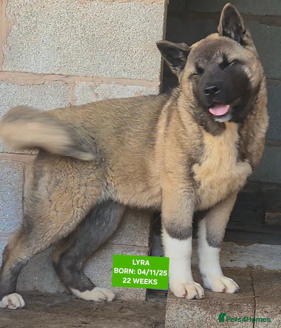Akita dogs AMERICAN AKITA FEMALE (LAST ONE) - Advert 3