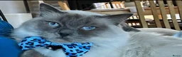 Ragdoll cats for sale: Rare lilac Ragdoll for rehoming  - Advert 3