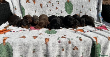 Miniature Dachshund dogs - Advert 10