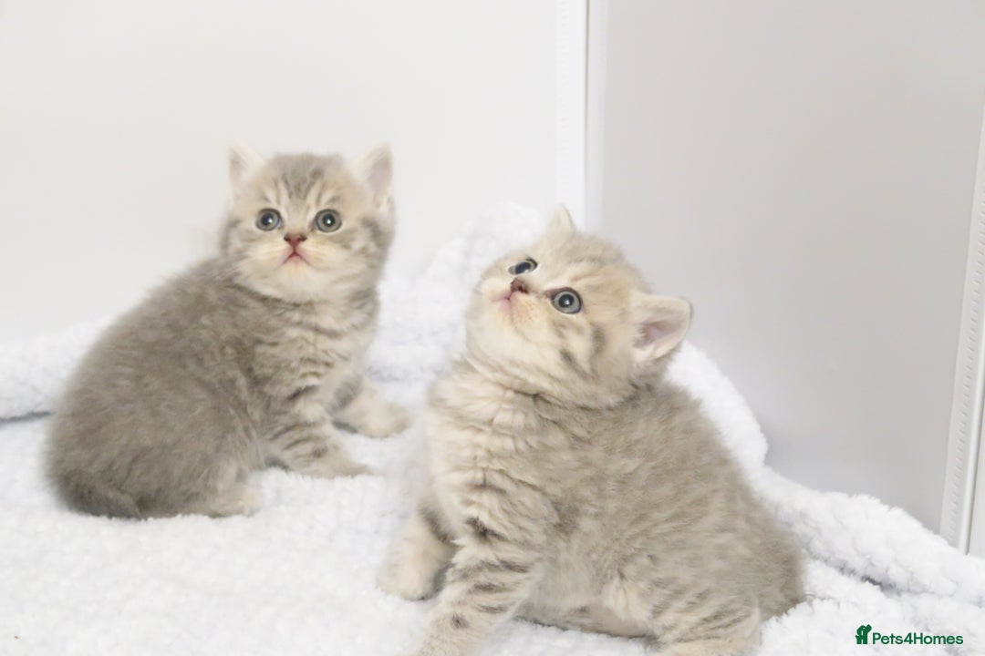 British Shorthair cats for sale: 🐾Pedigree British Shorthair Kittens – GCCF REG🐾 - Image 3