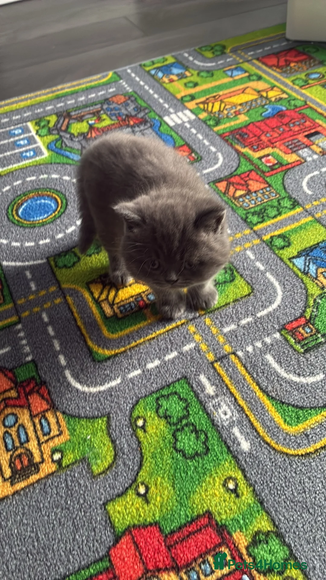 British Shorthair cats for sale: Stunning chunky British shorthair kittens - Advert 13