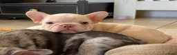 French Bulldog dogs for sale: TOP QUALITY FRENCH BULLDOG PUPPIES - Advert 8