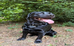 Labrador Retriever dogs for stud: Labrador black - Image 10