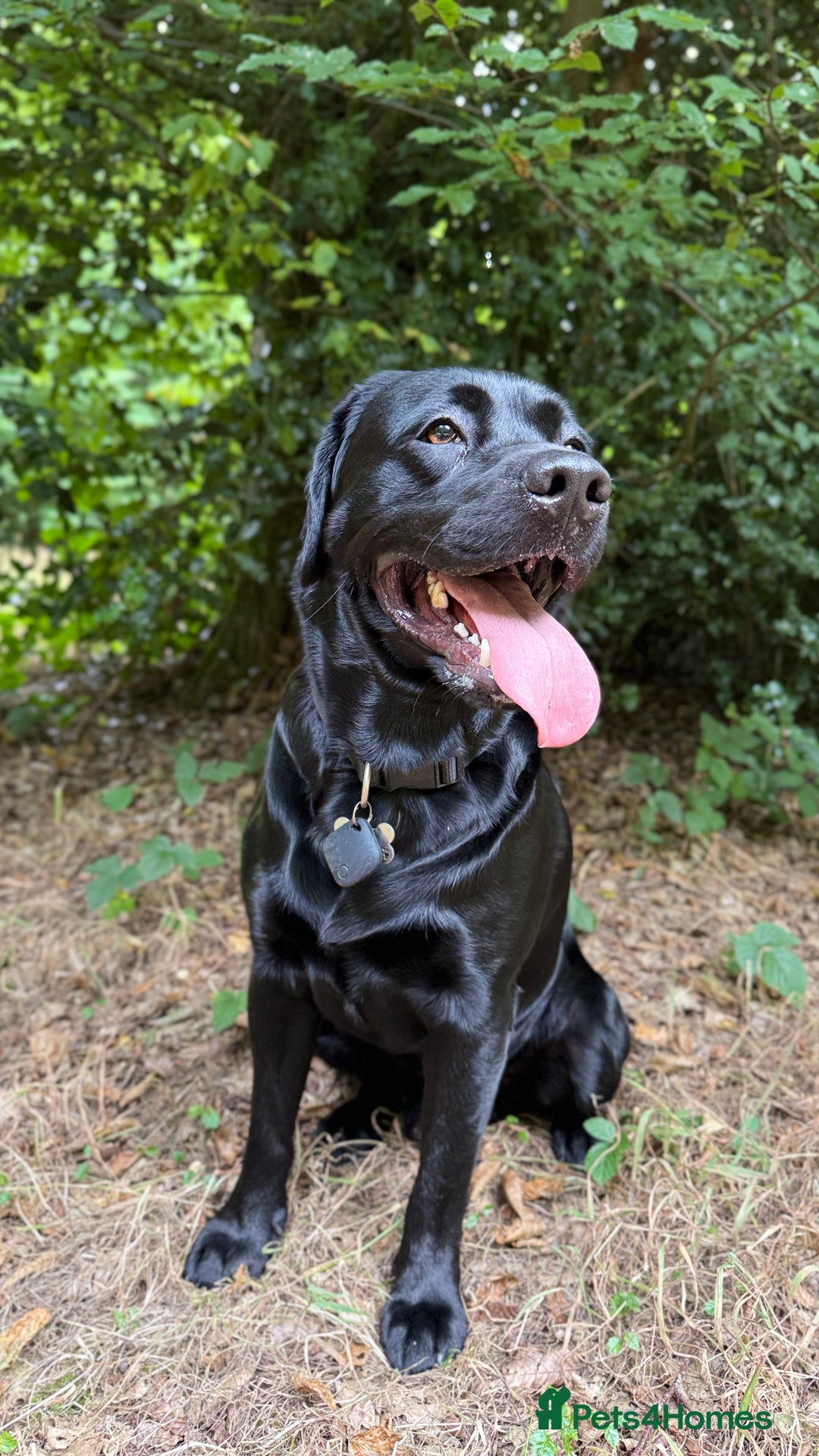 Labrador Retriever dogs for stud: Labrador black - Image 10