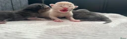 British Shorthair cats for sale: Stunning british short hair kittens 🐱  - Advert 7