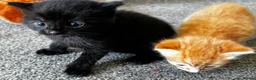 Mixed Breed cats for sale: 🎃Loving🏡Wanted for Our Little Halloween Babies🐾 - Advert 3