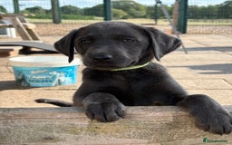 Labrador Retriever dogs for sale: KC Silver, Charcoal & Black Labs for sale - Image 14