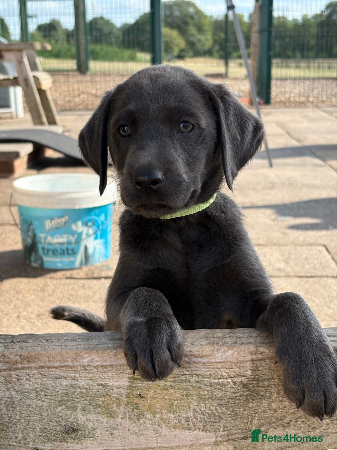 Labrador Retriever dogs for sale: KC Silver, Charcoal & Black Labs for sale - Image 14