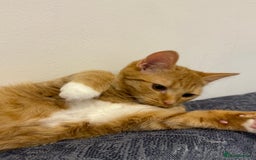 Mixed Breed cats for sale: Ginger cat/ 7 months old  - Image 21