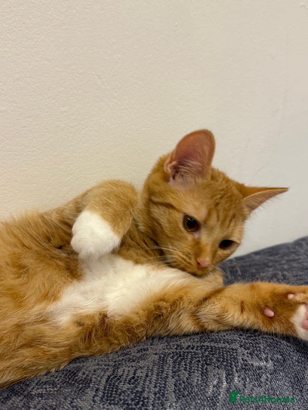 Mixed Breed cats for sale: Ginger cat/ 7 months old  - Image 21