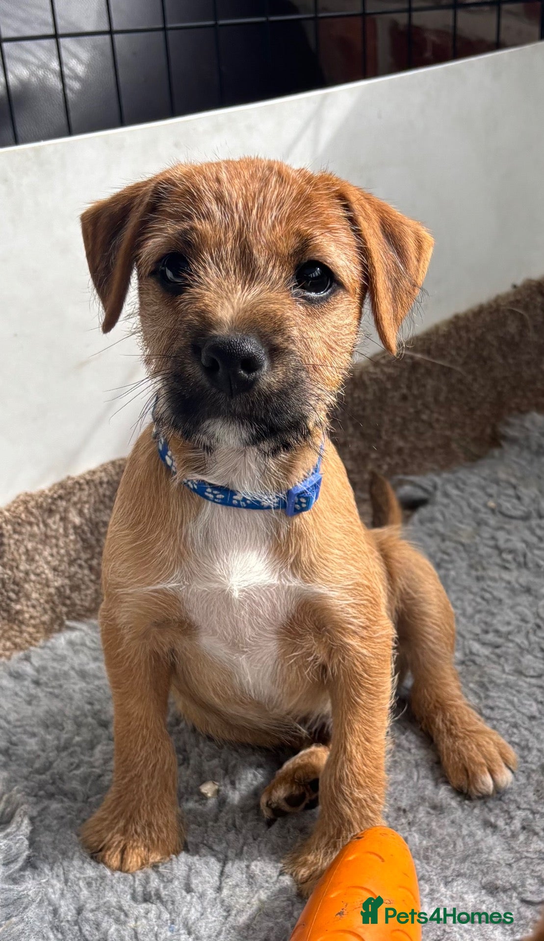 Mixed Breed dogs Beautiful BorderJack Puppies - Advert 1