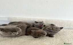 British Shorthair cats for sale: 💎  CHAMPION LINES BSH BLUE  💎 - Advert 4