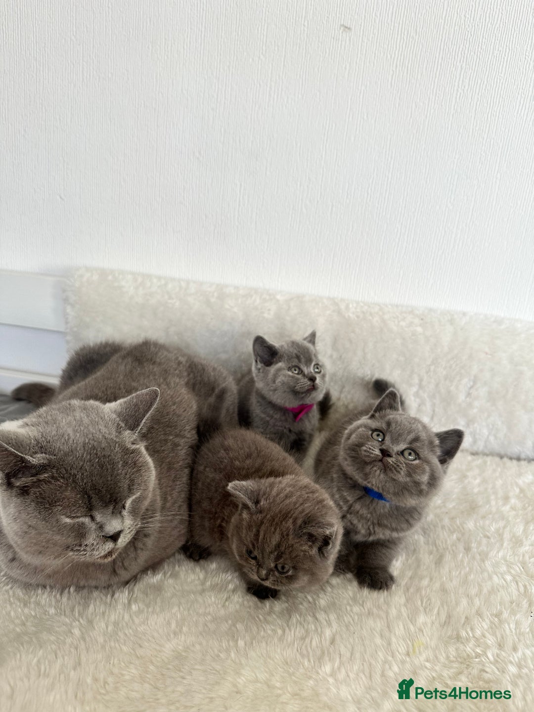 British Shorthair cats for sale: 💎  CHAMPION LINES BSH BLUE  💎 - Advert 4