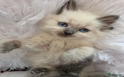 Siberian cats for sale: GCCF champion bloodline siberian nevas - Image 14