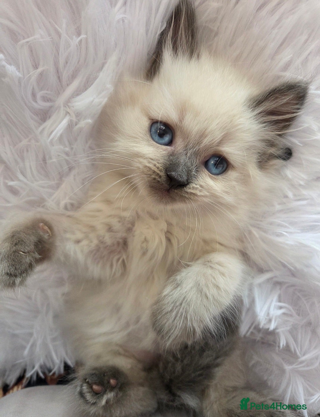 Siberian cats for sale: GCCF champion bloodline siberian nevas - Image 14