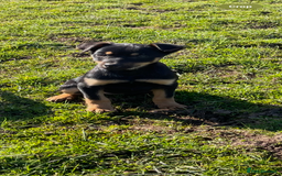 Australian Cattle Dog dogs for sale: Australian kelpie - Image 4