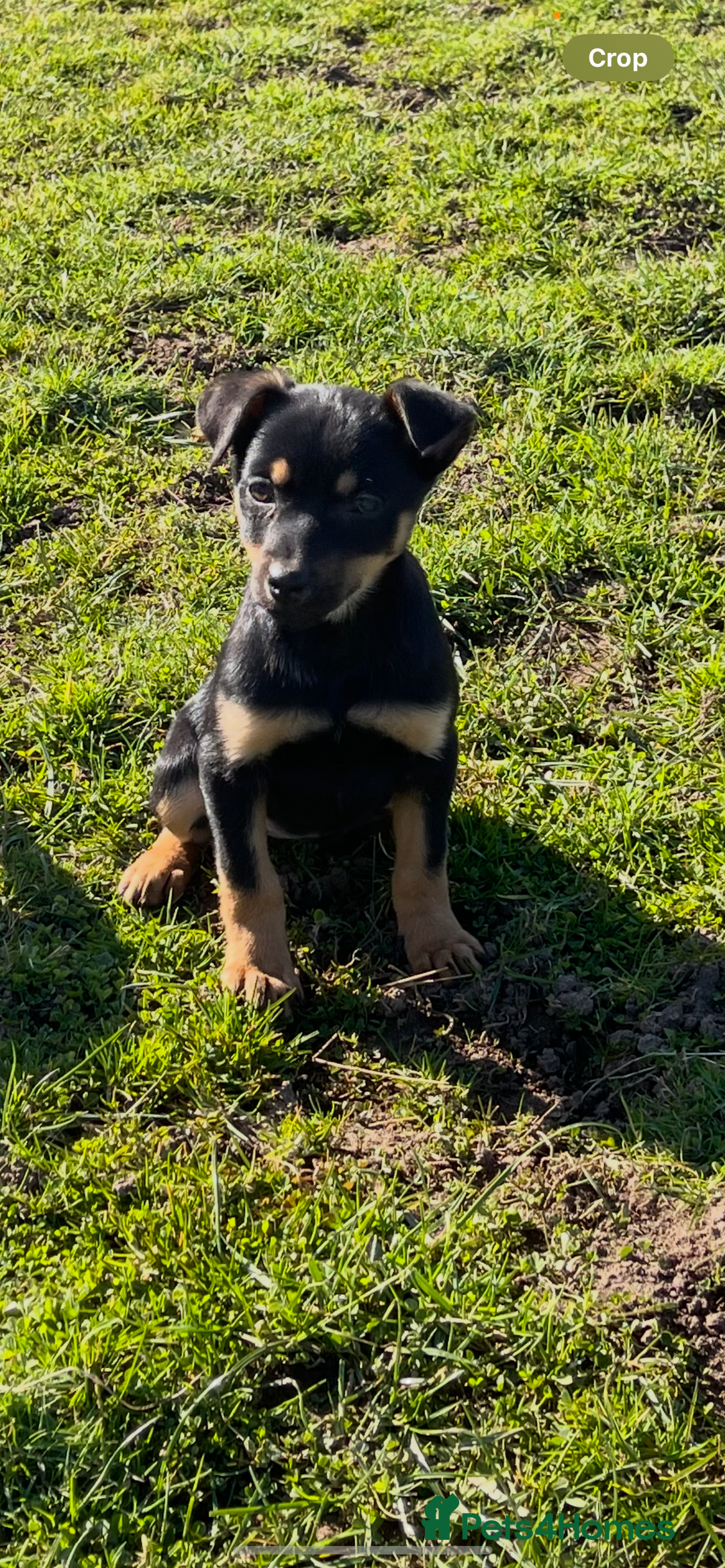 Australian Cattle Dog dogs for sale: Australian kelpie - Image 4