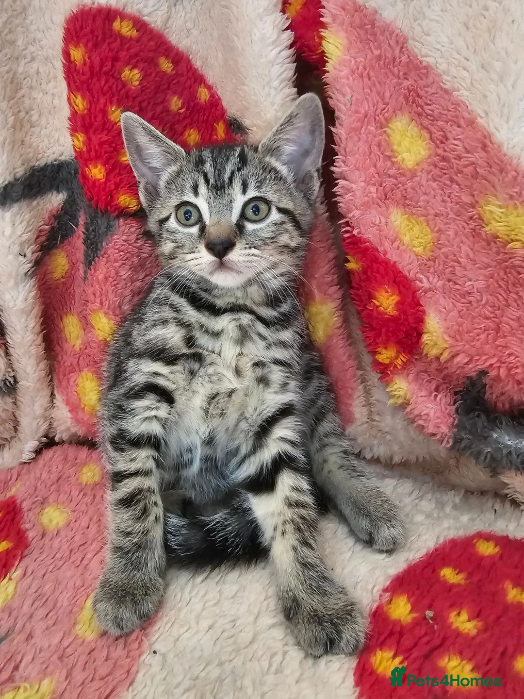 Mixed Breed cats for sale: Mixed kitten litter in Warrington - Advert 2