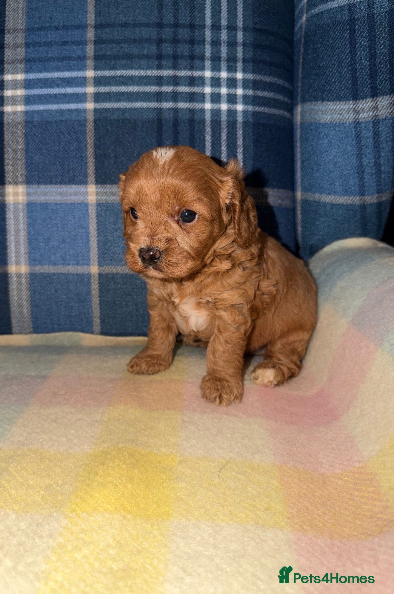 Cavapoo dogs for sale: Stunning Red Cavapoo Puppies - Advert 12