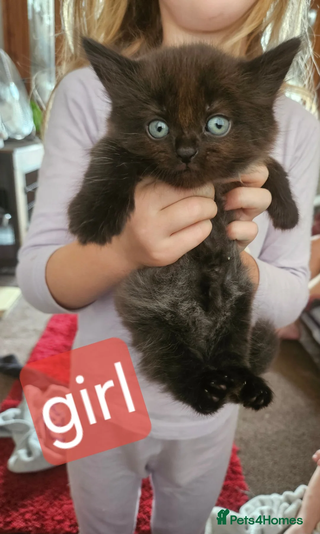 Mixed Breed cats for sale: Kittena for sale, crewe  - Advert 3