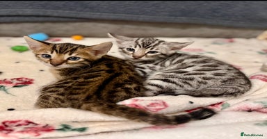 Bengal cats 🩶 BENGAL 🔥 KITTENS 🤍 TICA REGISTERED  - Advert 6