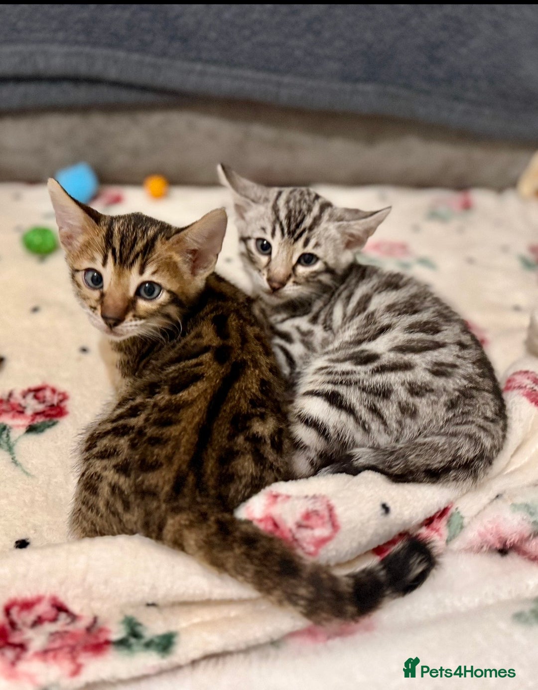 Bengal cats for sale: 🩶 BENGAL 🔥 KITTENS 🤍 TICA REGISTERED  - Advert 1
