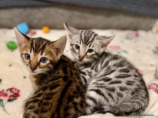 Bengal cats 🩶 BENGAL 🔥 KITTENS 🤍 - Advert 5
