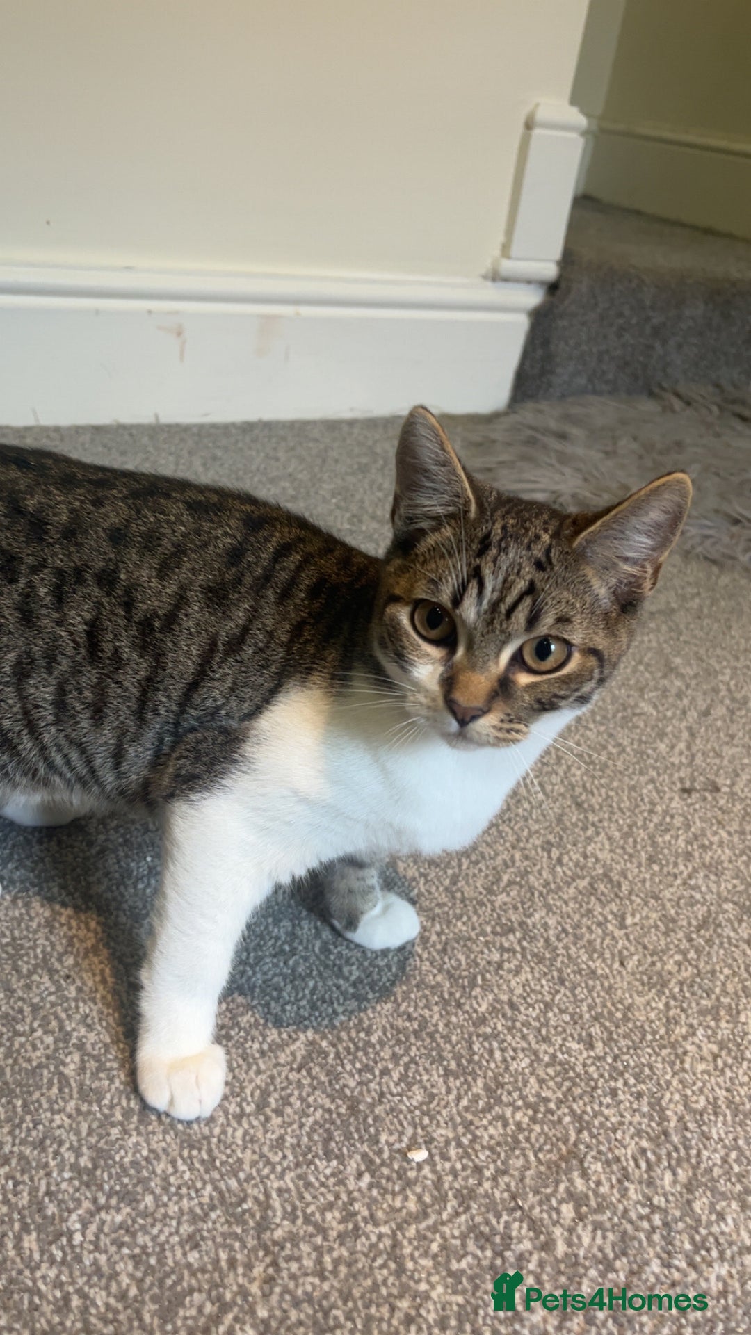 British Shorthair cats for sale: Marcus - Image 2