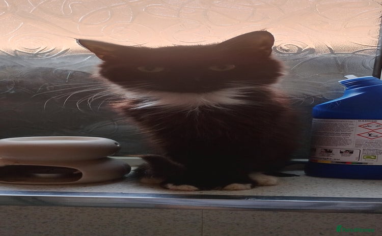 Maine Coon cats - Advert 2