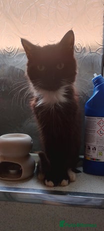 Maine Coon cats - Advert 2