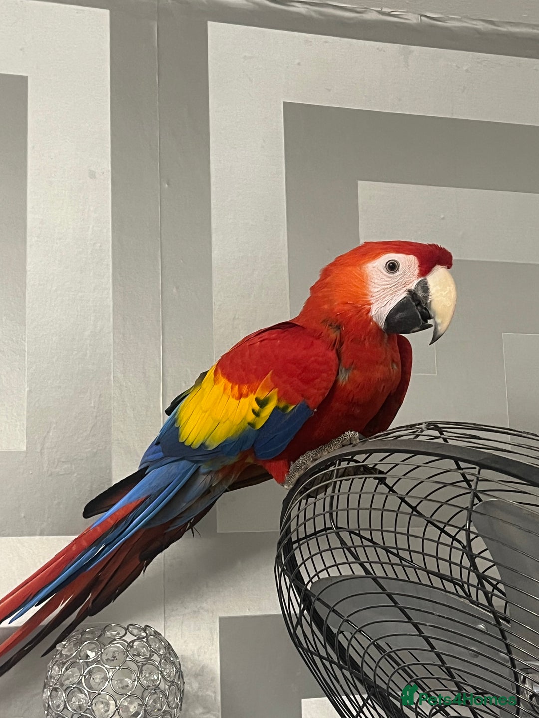 Macaws birds for sale: TALKING BABY MALE SCARLET MACAW WITH FULL PAPERS - Advert 4