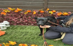 Mixed Breed dogs for adoption: Loki  - Image 6