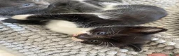 Mixed Breed cats for sale: 2 male kittens ready to leave 3rd September  - Advert 1