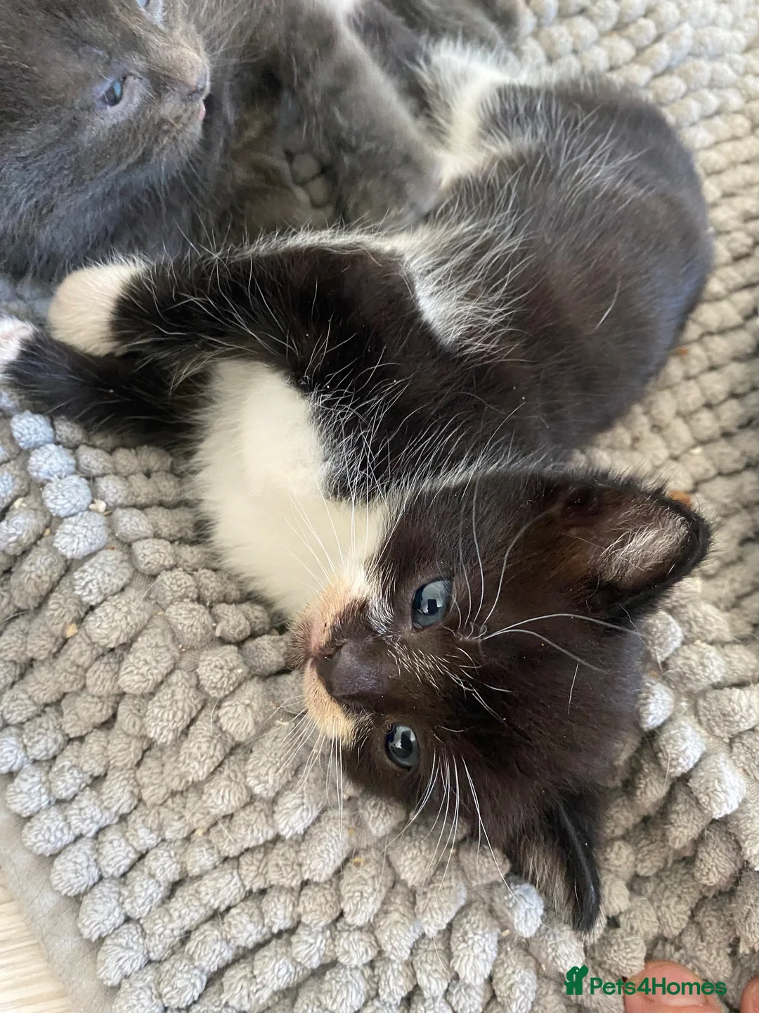 Mixed Breed cats for sale: 2 male kittens ready to leave 3rd September  - Advert 1