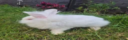 Mixed Breed rabbits for sale: One bun left  - Advert 3