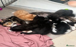 British Shorthair cats for sale: Kittens - Image 1