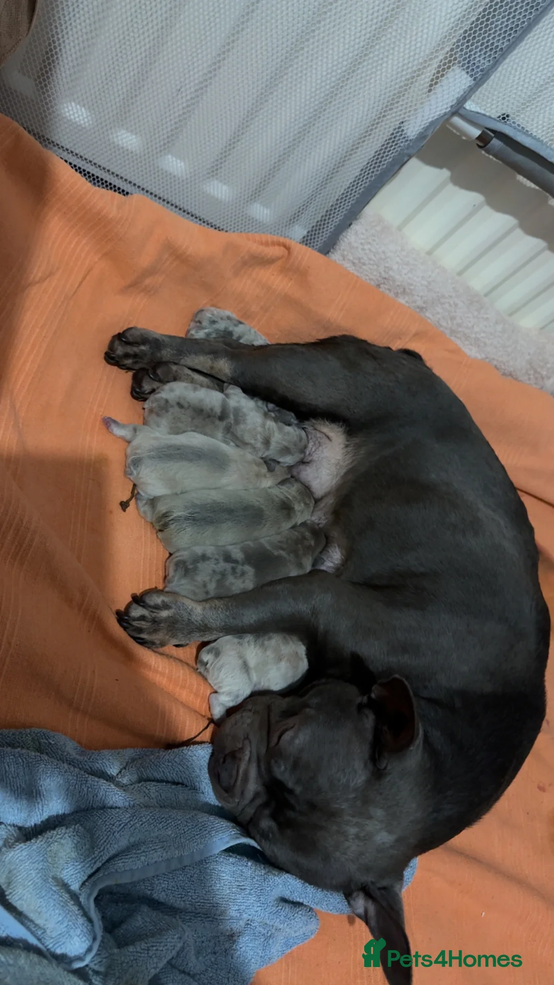 French Bulldog dogs for sale: Stunning litter of Merle French Bulldogs  in Stoke-on-Trent - Advert 1