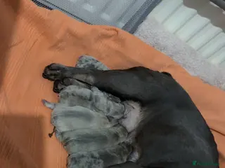 French Bulldog dogs Stunning litter of Merle French Bulldogs - Advert 1