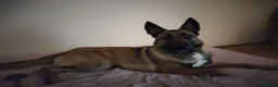 Belgian Shepherd Dog dogs for sale: Beautiful Belgium Malinois  in London - Advert 8