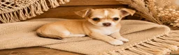 Chihuahua dogs for sale: Chihuahua boy and girl  in Bournemouth - Advert 4