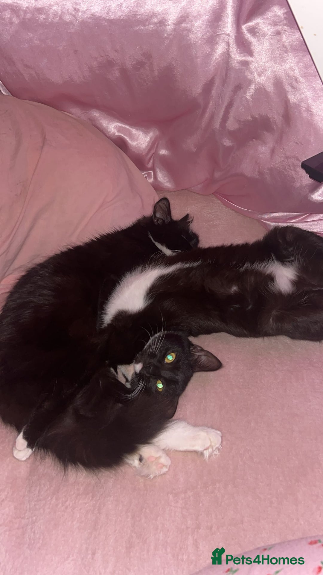 Mixed Breed cats for sale: 2 female tuxedo cats  - Advert 3