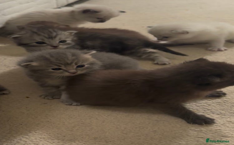 Perdoll cats - Advert 1
